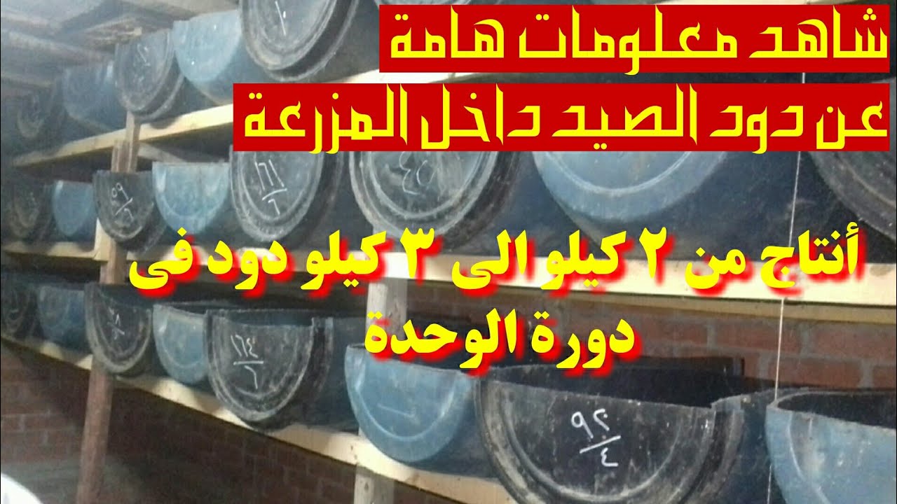 مشروع تربية دود الصيد المميز باللون الفسفور لجذب الاسماك 👌🔥| نجوم صيادين مصر