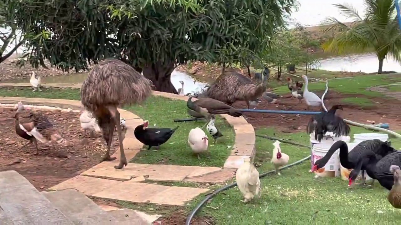 CHARLLES MOSTRA OS ANIMAIS DA CH&Aacute;CARA COM&Eacute;DIA SELVAGEM - COC&Oacute;RIC&Oacute;!!!