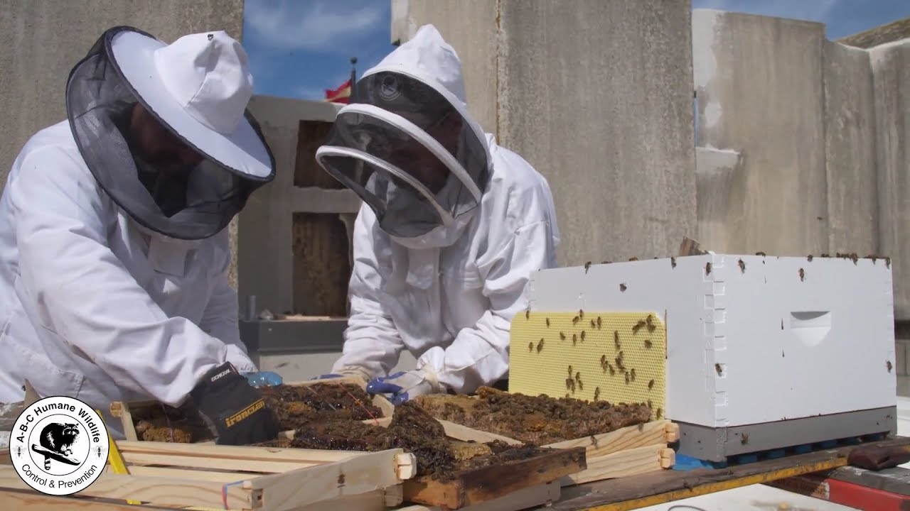 Honey Bee Removal by ABC Humane Wildlife Control & Prevention Inc