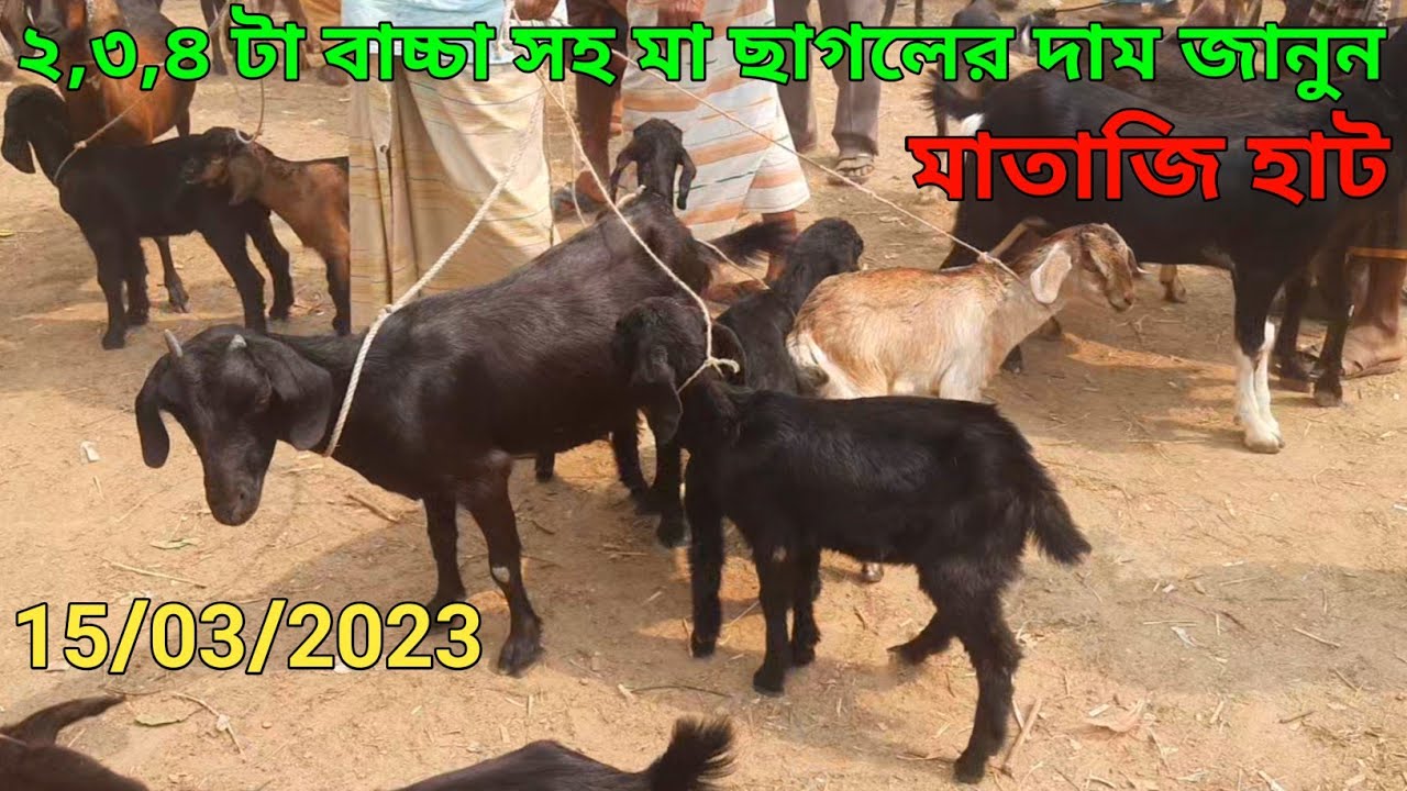15 March 2023 || সেই মাতাজি ছাগলের হাট থেকে ছাগলের দাম দর জানুন || নওগাঁ জেলা #ms5m #নওগাঁ