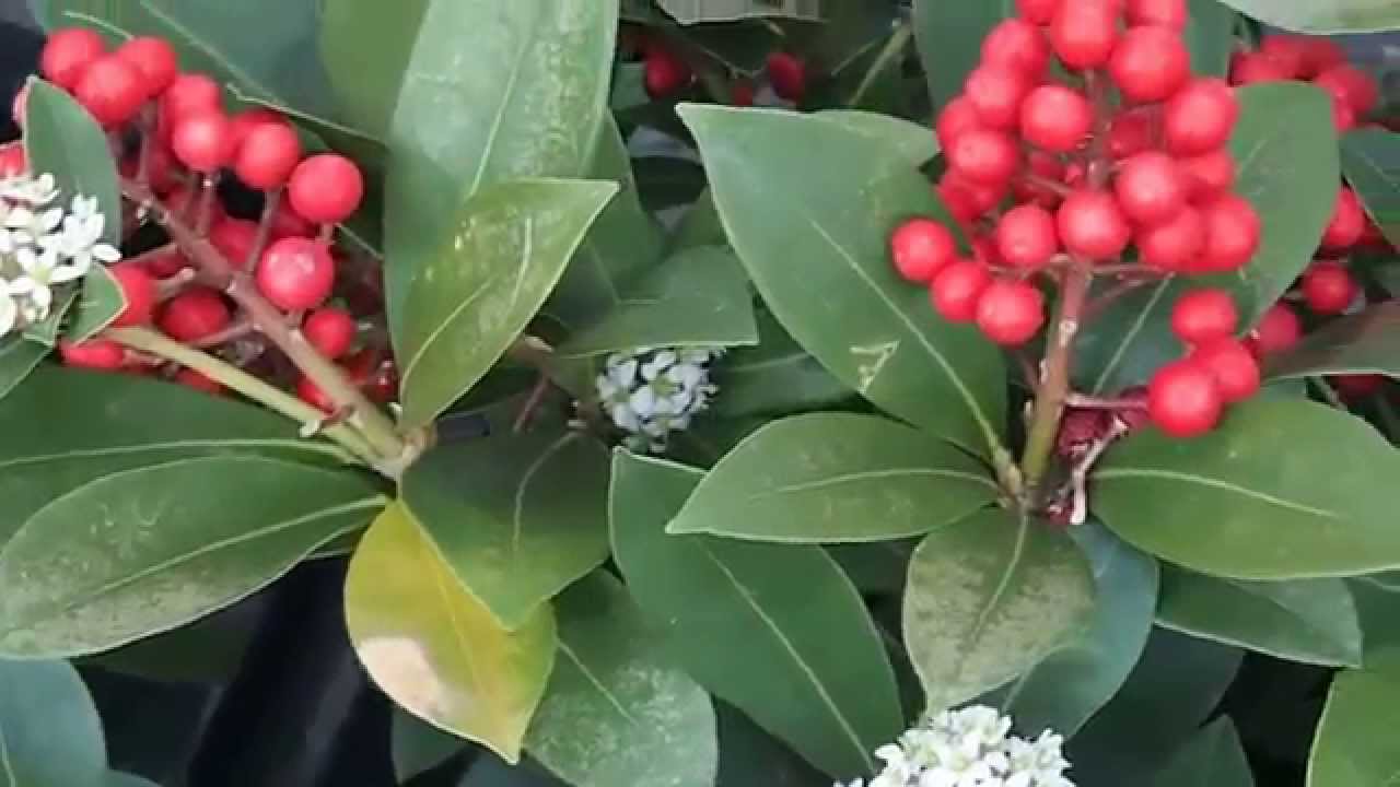Skimmia japonica