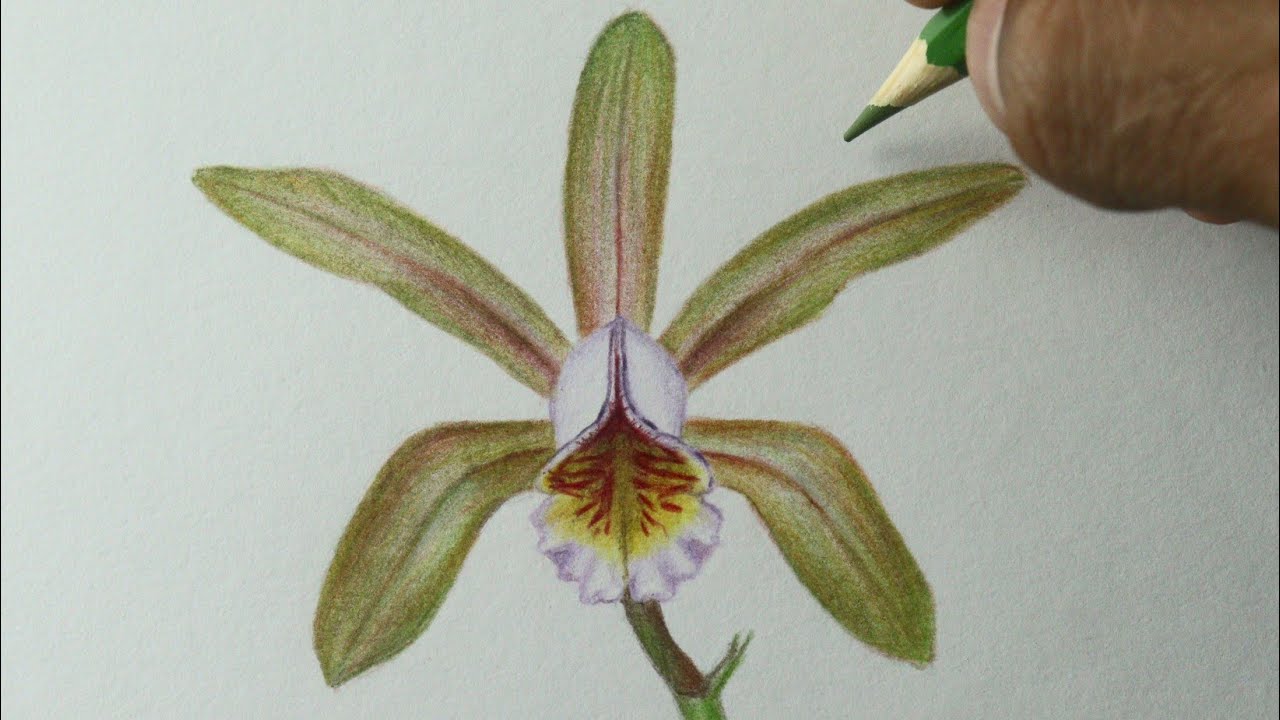 Como desenhar uma Orquídea PASSO A PASSO narrado