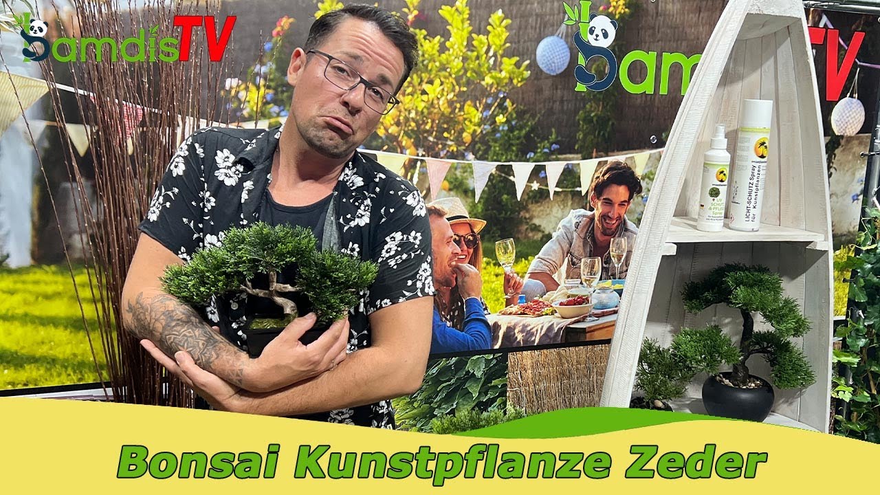 Bonsai Zeder: kleine Bäumchen als zeitlose Dekoration 🤩