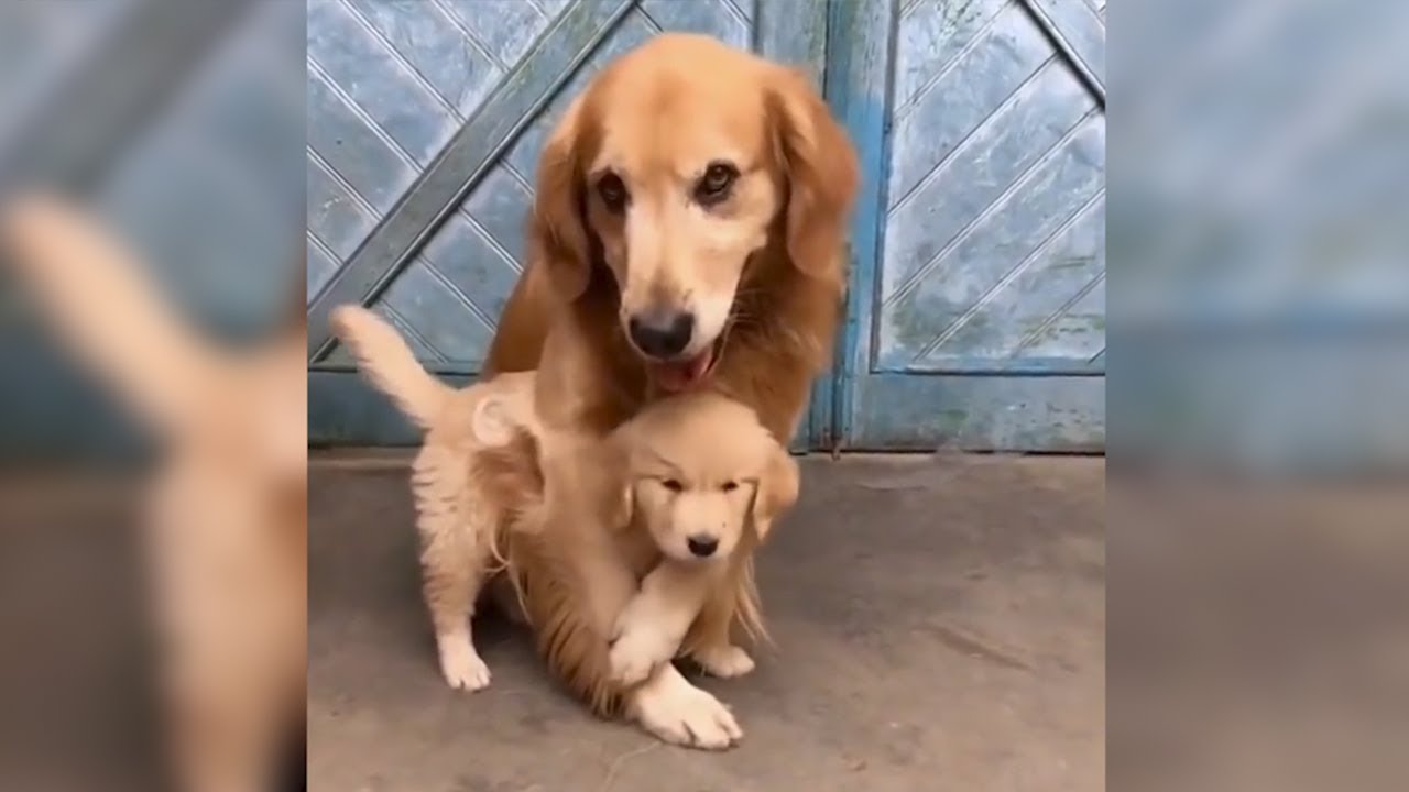 Vater-Retriever möchte nicht, dass sein Welpe verkauft wird!