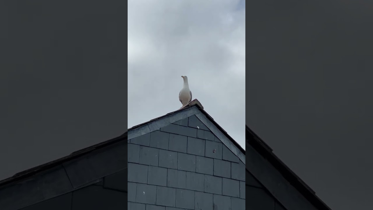 Seagull Says Meow And Wow!