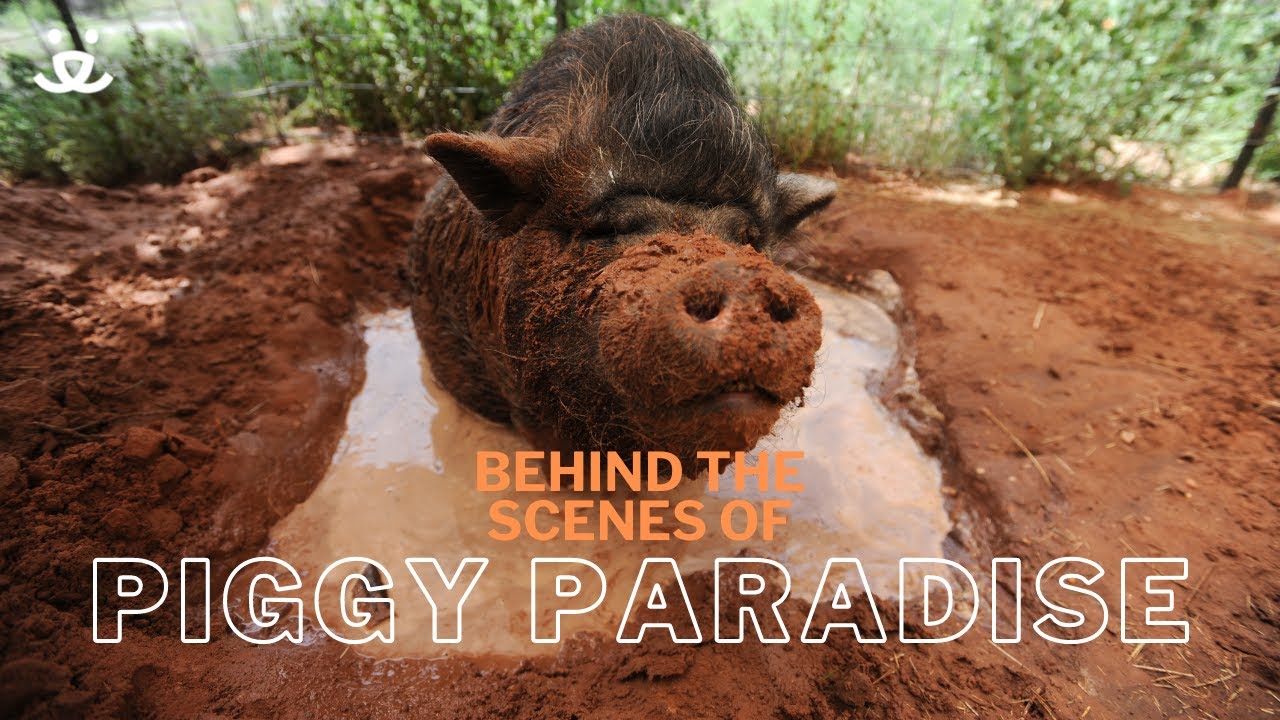 Welcome to Piggy Paradise at Best Friends Animal Sanctuary