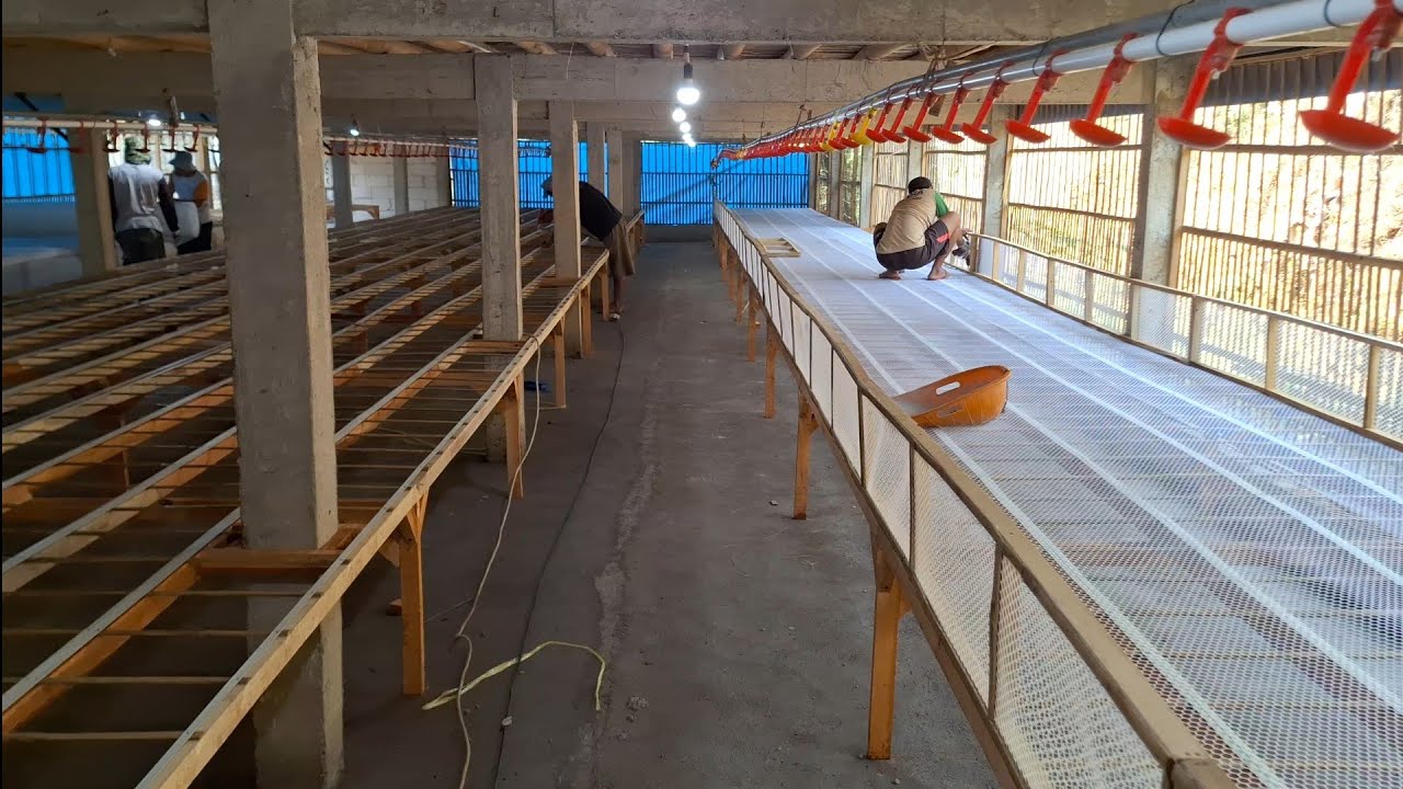 UPGRADE kandang RAK sudah 10 hari semoga 2 minngu selesai