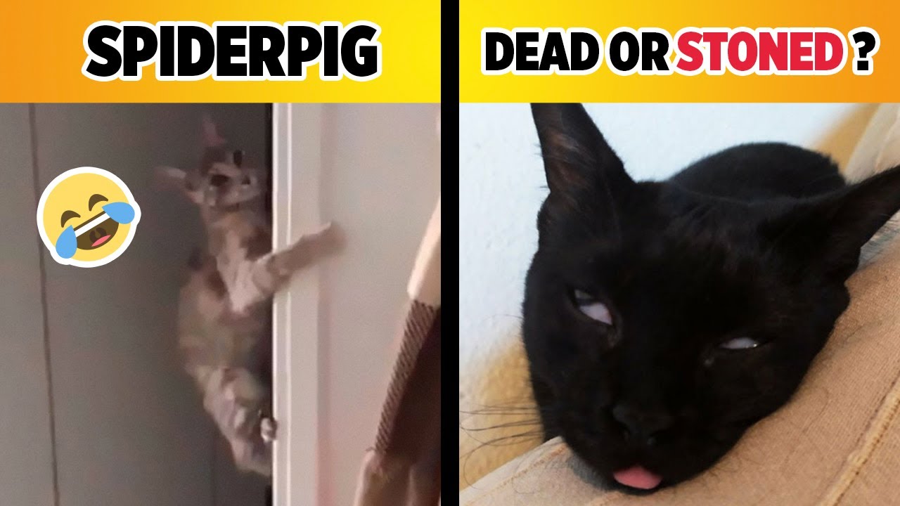 Super Weird Cats on Twitter