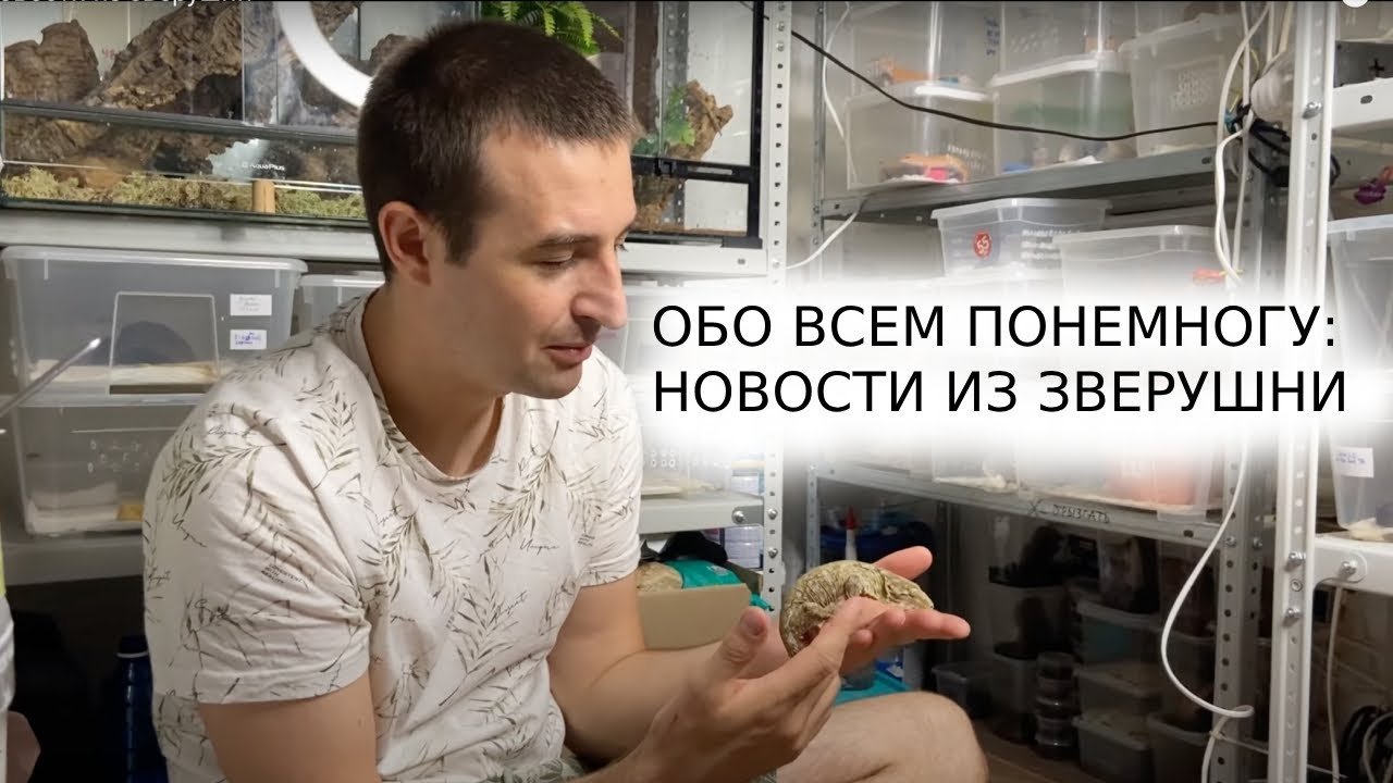Новости из зверушни