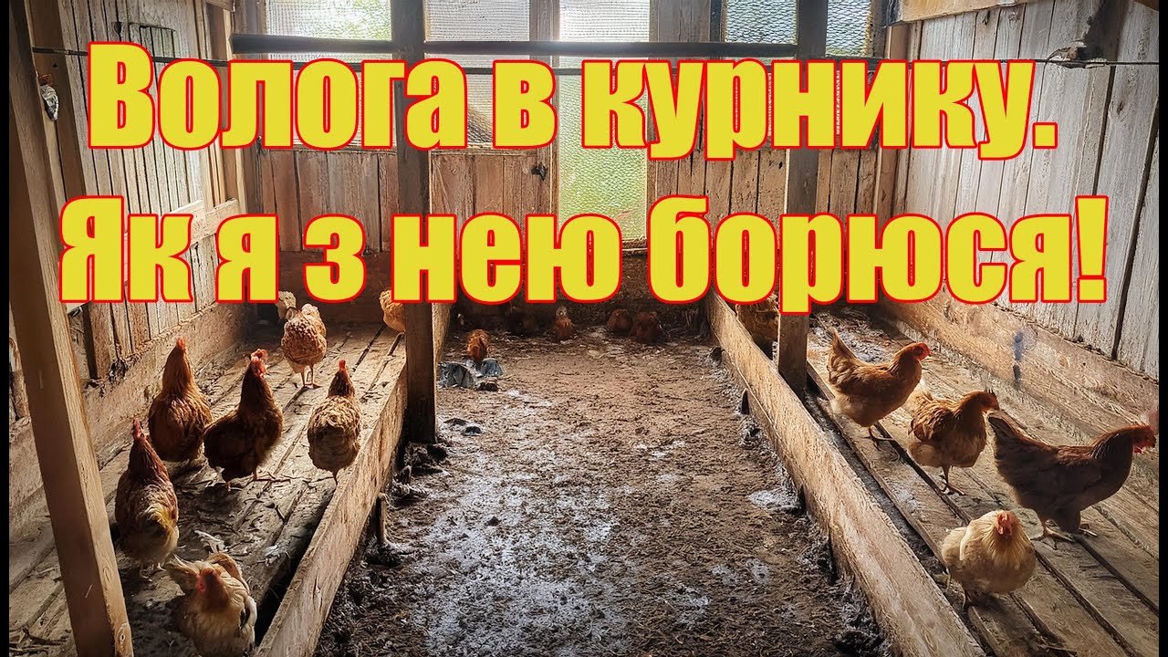 Пероїд, кліщ, воші та підвищена вологість в курнику. Як боремось з цими явищами.