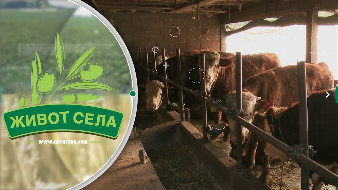 Prihode gazdinstvu Aleksića obezbjeđuje više sektora proizvodnje; Drže krave, junad i svinje...