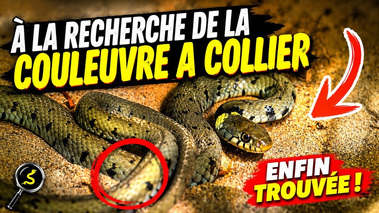 À la recherche de la couleuvre à collier - Comprendre pour mieux protéger