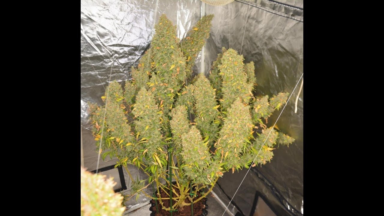Blue Amnesia XXL and White Widow XXL
