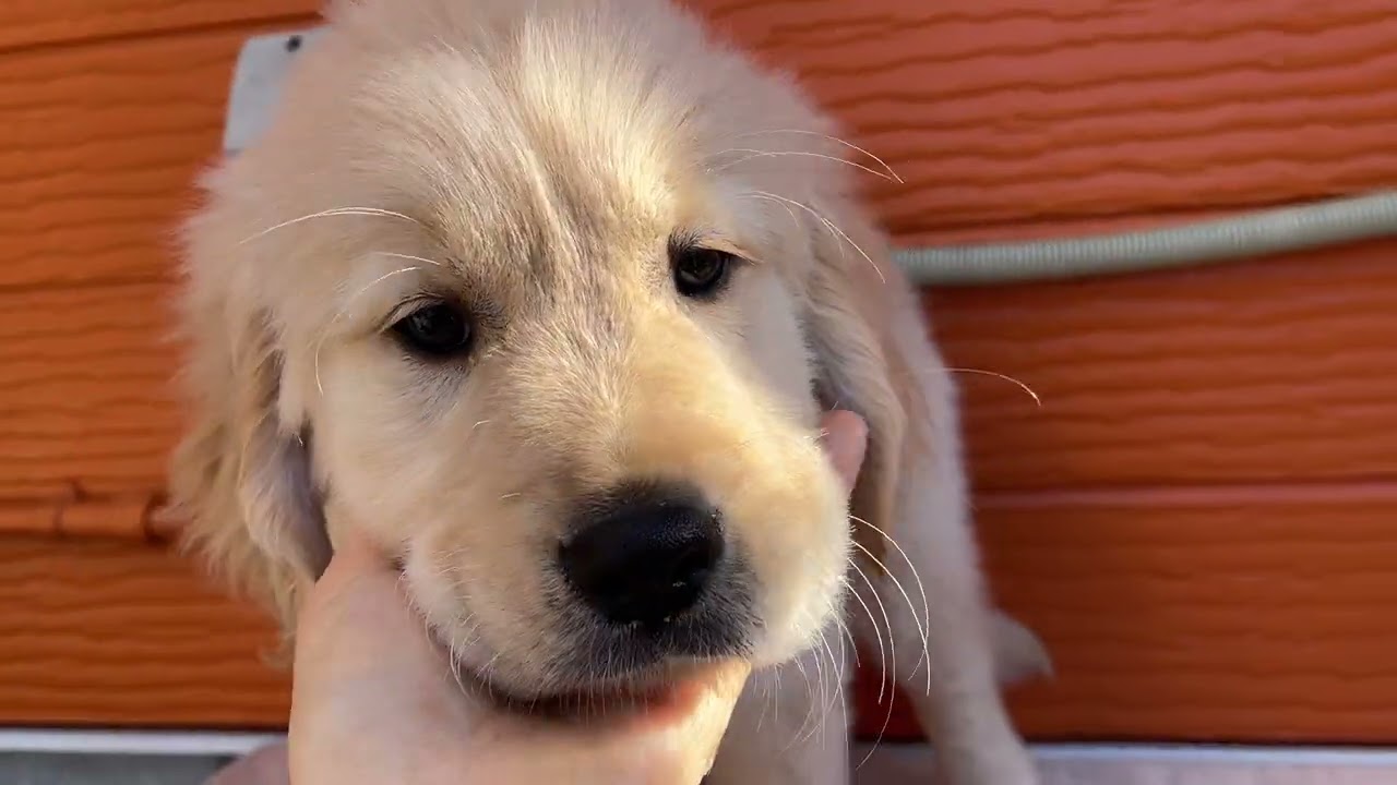 チョコの子犬12番君　2026 3 14撮影