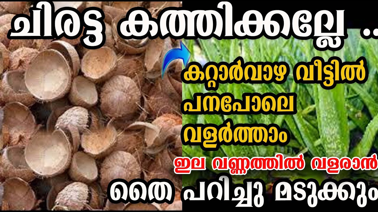 ചിരട്ട ഉണ്ടോ??? കറ്റാർവാഴ ഇങ്ങനെ നട്ടാൽ   ഭീമൻ കറ്റാർവാഴ് ഉണ്ടാവും /alovera care /malayalam/poppy