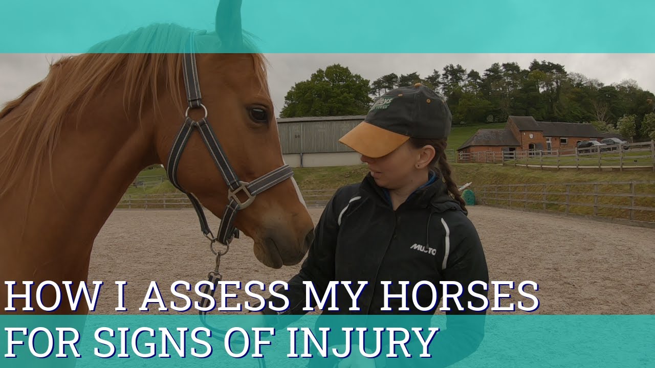 How I assess my horses for signs of injury - Vlog 83 - Beth Endurance