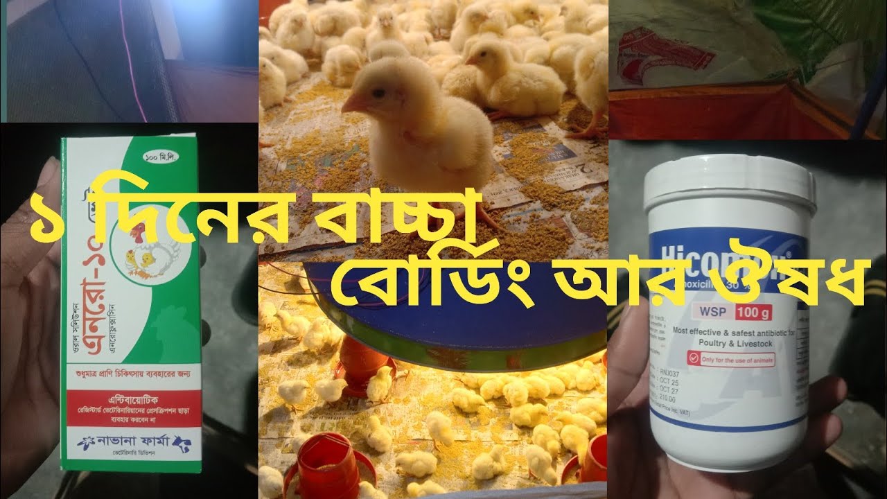 এক দিনের বয়লার বাচ্চা বোর্ডিং আর ঔষধ