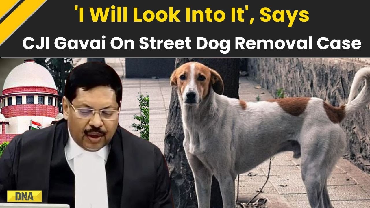 Supreme Court On Stray Dogs: CJI Gavai Says He'll 'Look Into It' As Delhi Order Sparks Big Row