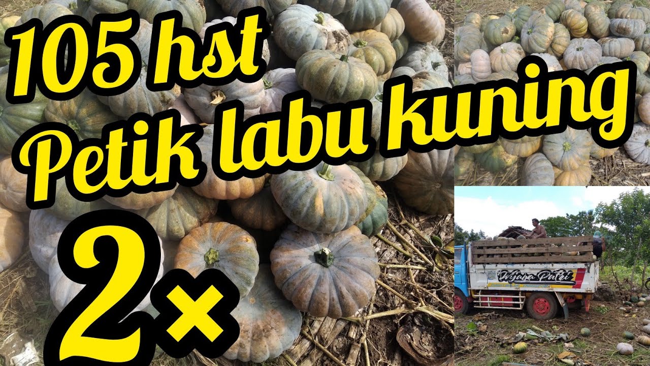Panen labu kuning ke2 umur 105hst @Informasi Pertanian