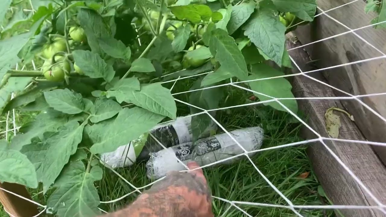 How To Scrog Outdoor Garden