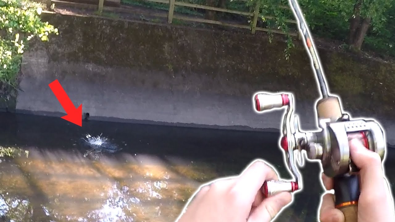 CRAZY Top Water Chub on conquest bfs