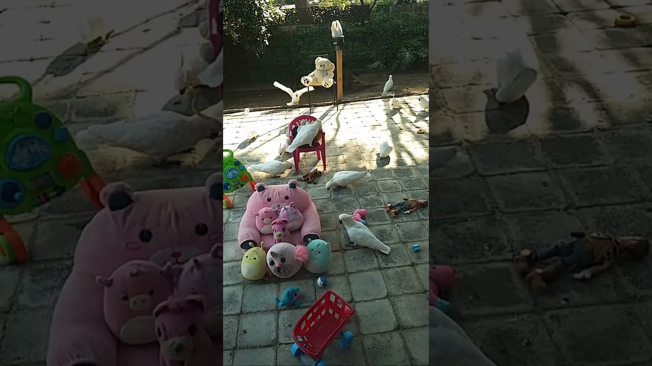 Funny Cockatoos Live 😂🦜 #birds #subscribe #cute #cockatoo #trending #funny #comedy