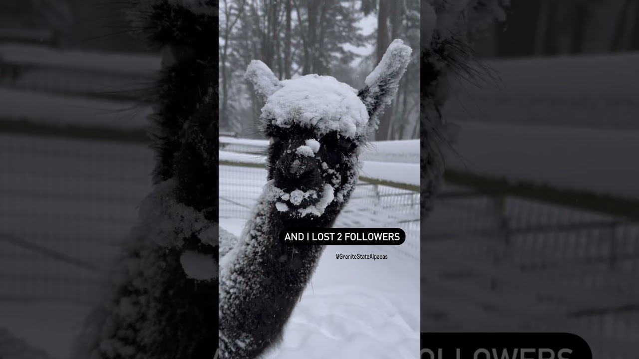 It feels like a Monday                       #snowcovered #alpaca #snowstorm