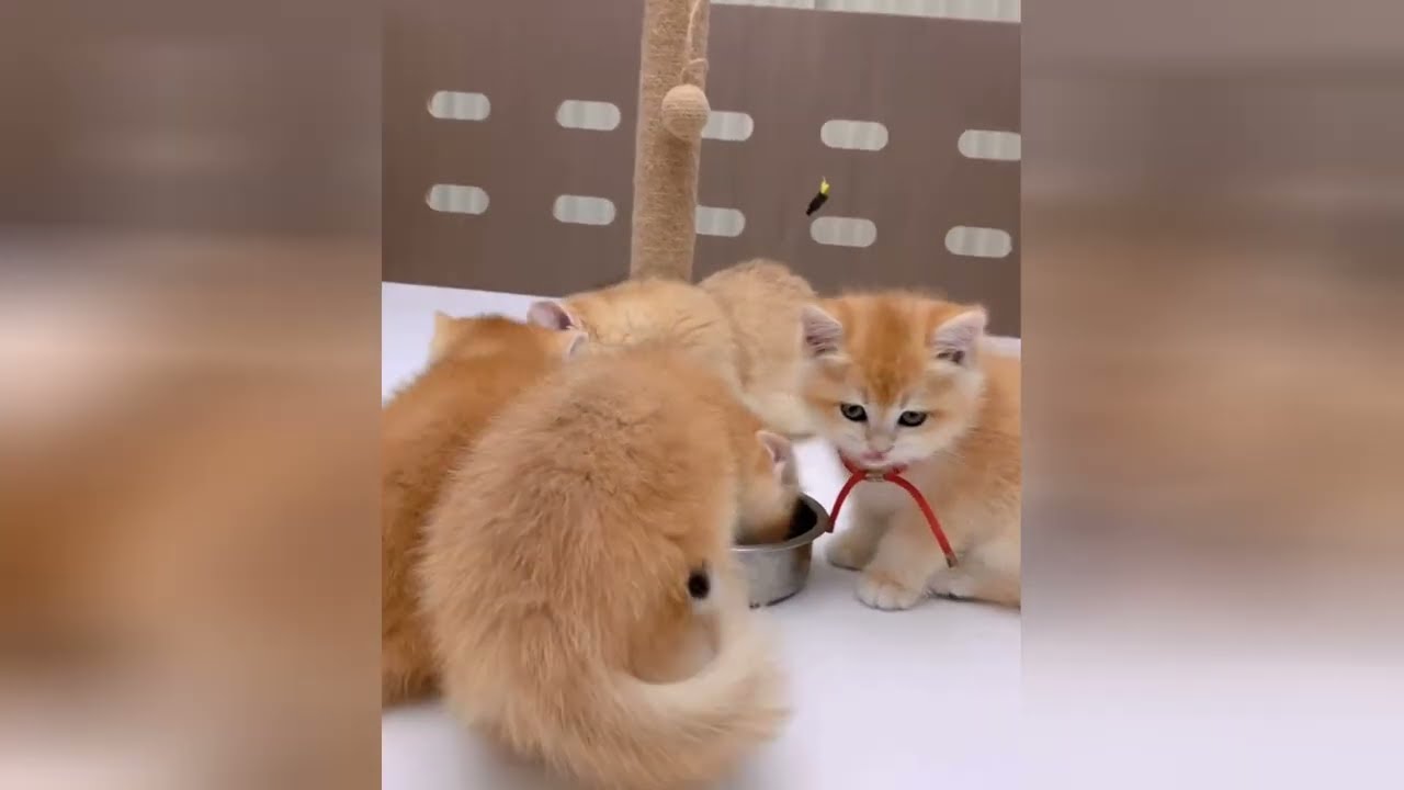 Precious little kittens will make you feel wonderful