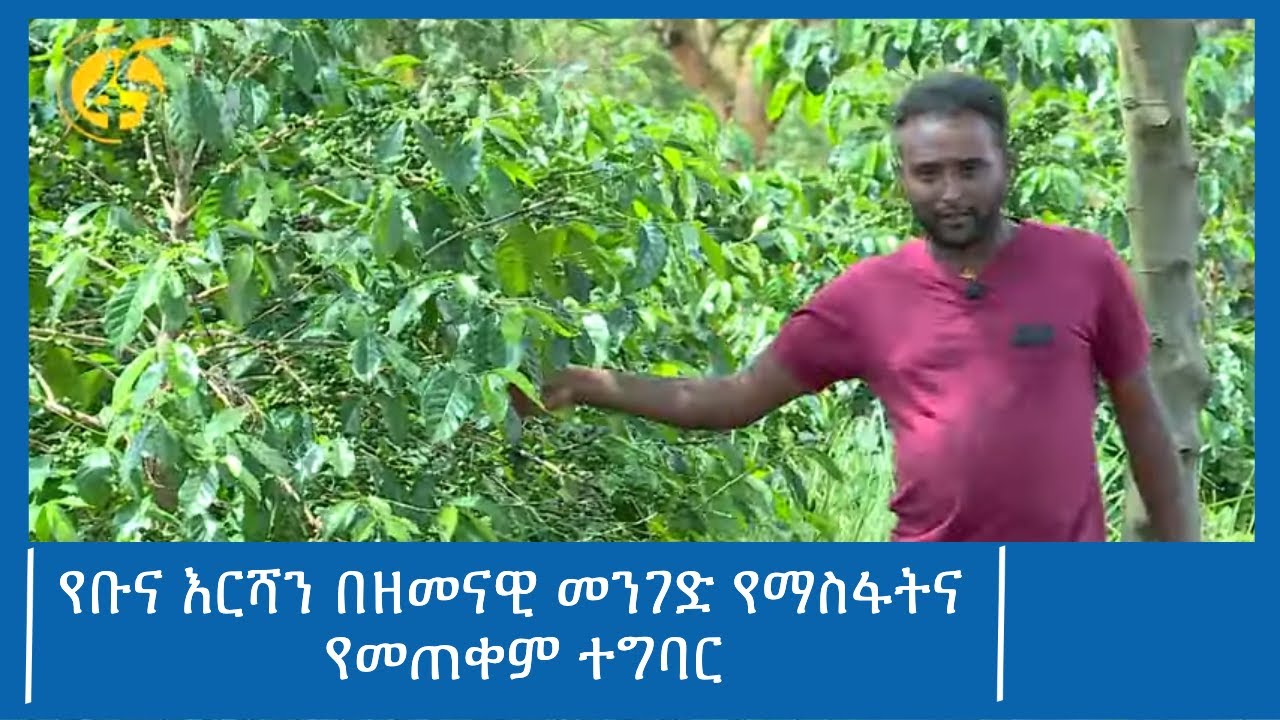 የቡና እርሻን በዘመናዊ መንገድ የማስፋትና የመጠቀም ተግባር
