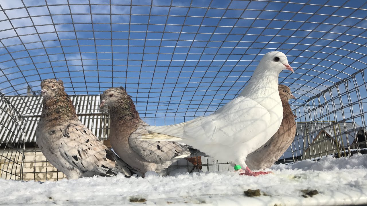 - 15 ГРАДУСОВ 🥶 Сколько Голубей Замёрзли ??