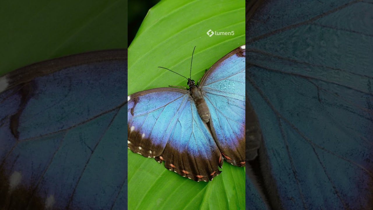 Wildlife Symphony of the Amazon 🌿 8K UHD Relaxation Film#relaxingsoundscape