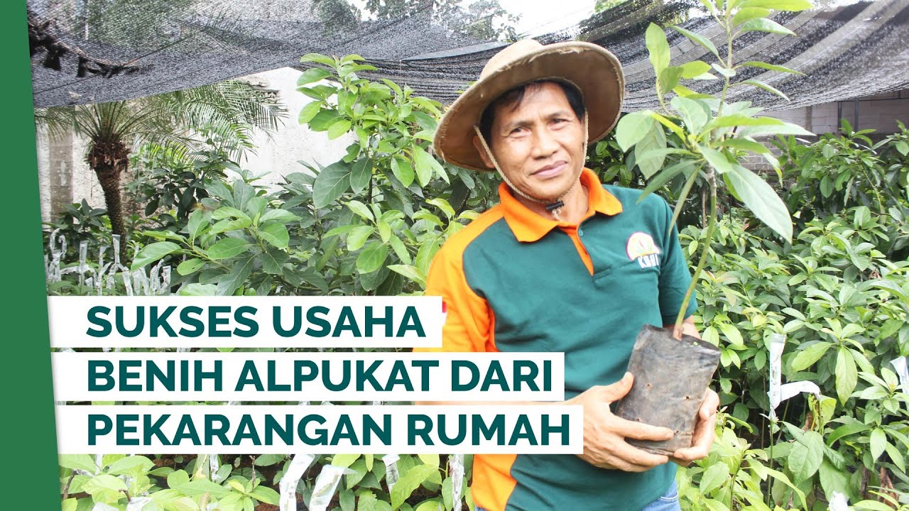 Aminudin Aziz, Pensiunan yang Sukses Usaha Pembibitan Alpukat Miki | Inspirasi Alumni
