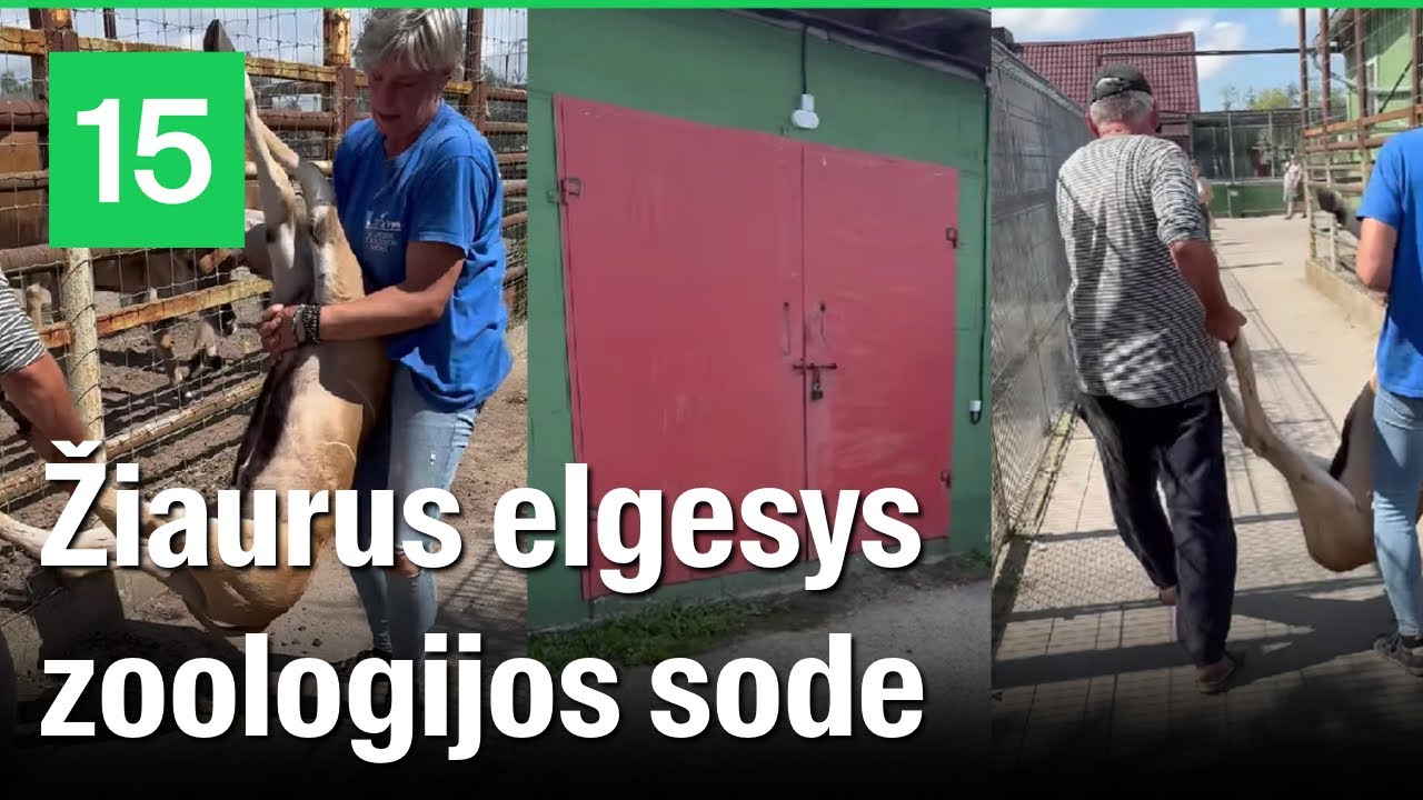 Klaipėdos zoologijos sode lankytoją šokiravo darbuotojų elgesys su sužeistu antilopės jaunikliu