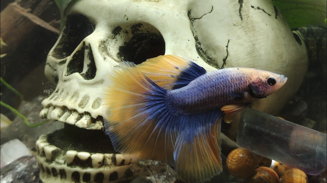 Simple Aquarium Designs