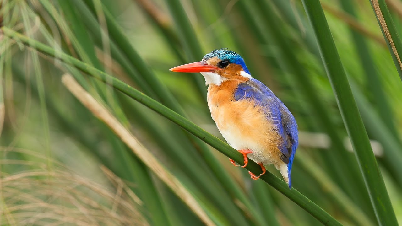 Birding Uganda 2018 1/12 Entebbe, Mabamba swamp
