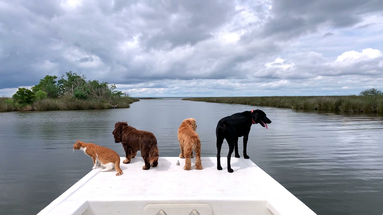 Moments with Marlin...the CAT-dog :)  Goin' on a boat ride!