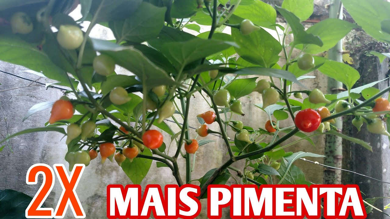 2X MAIS PIMENTA COM ESSE ADUBO COMPLETO
