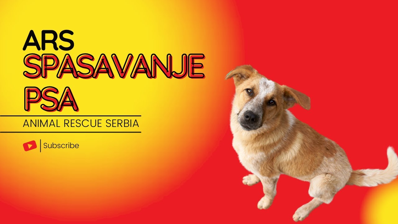 Animal Rescue Serbia - Spasavanje psa / Dog rescue