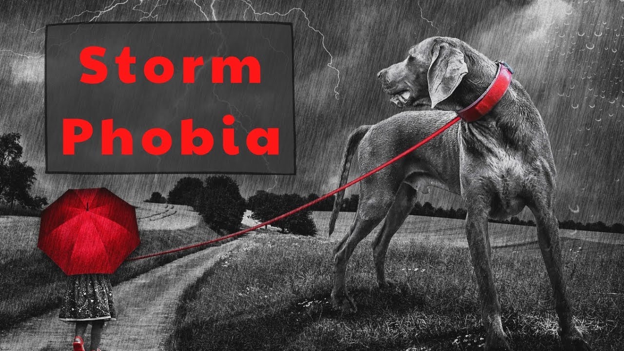 Dog Anxiety, Scared Dog and Why Dogs are Scared of Thunder | Natural Ways to Help a Fearful Dog