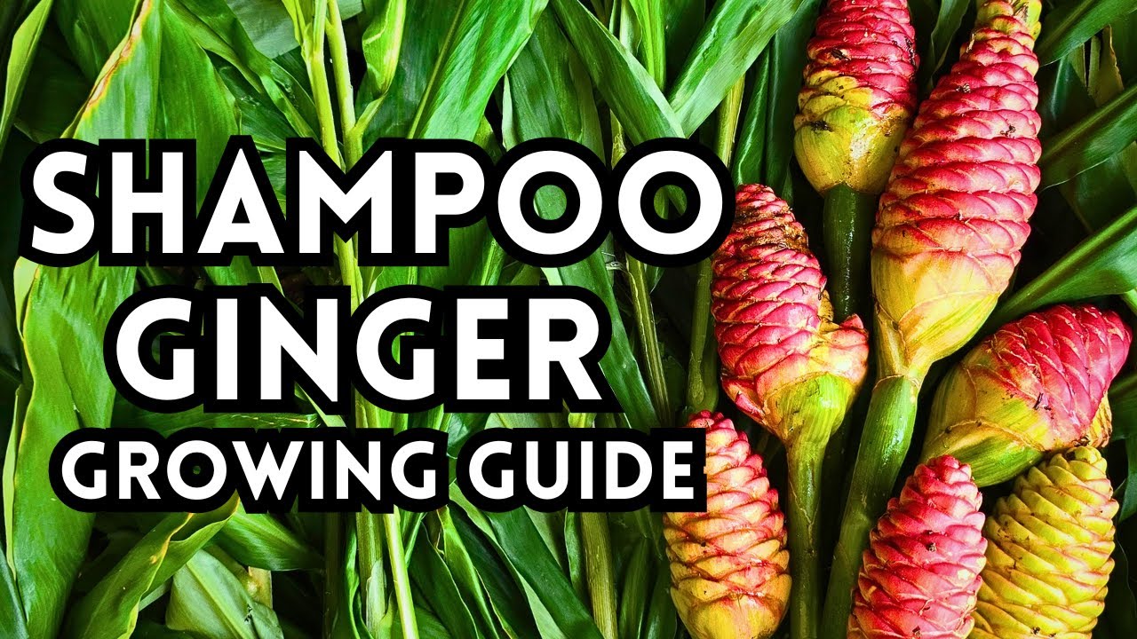 How To Grow & Harvest Shampoo Ginger aka Awapuhi
