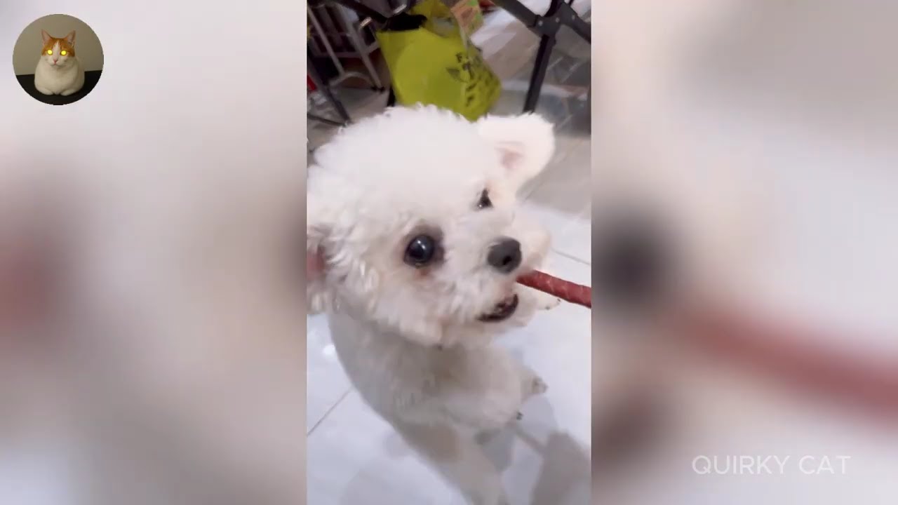 Funny ANIMALS videos 😂 | Funniest Cats and Dogs 2025 🐶😼 Part 55