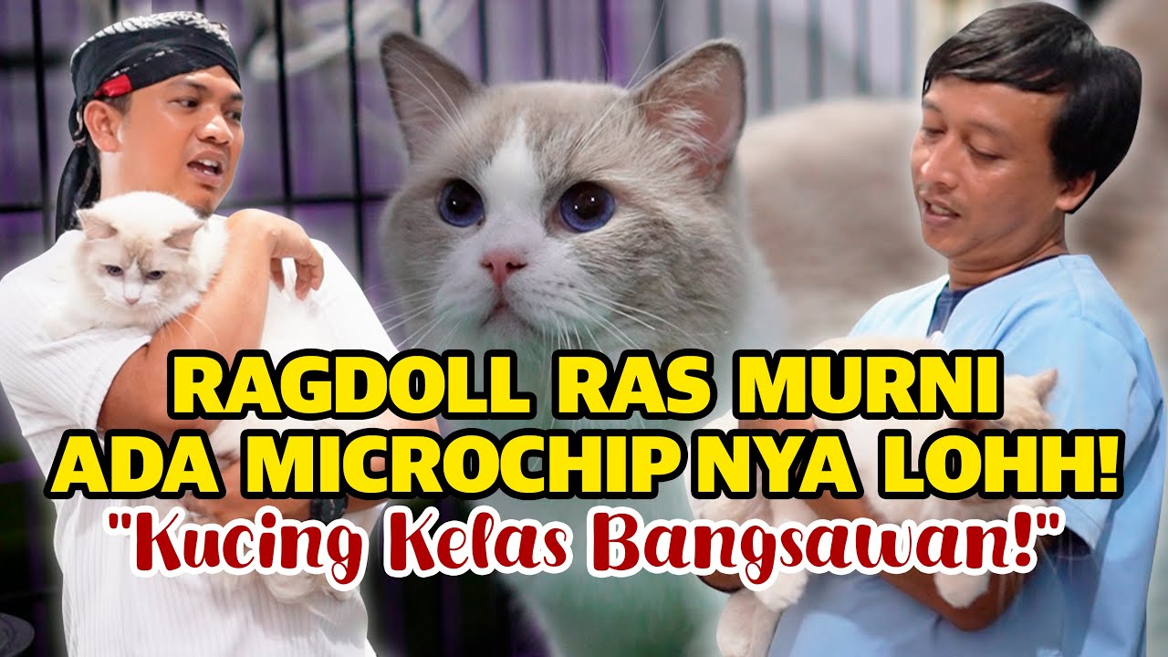 Chip kucing sebagai pembeda ras asli dan mixbread. Tau perbedaan ragdoll dan himalaya?