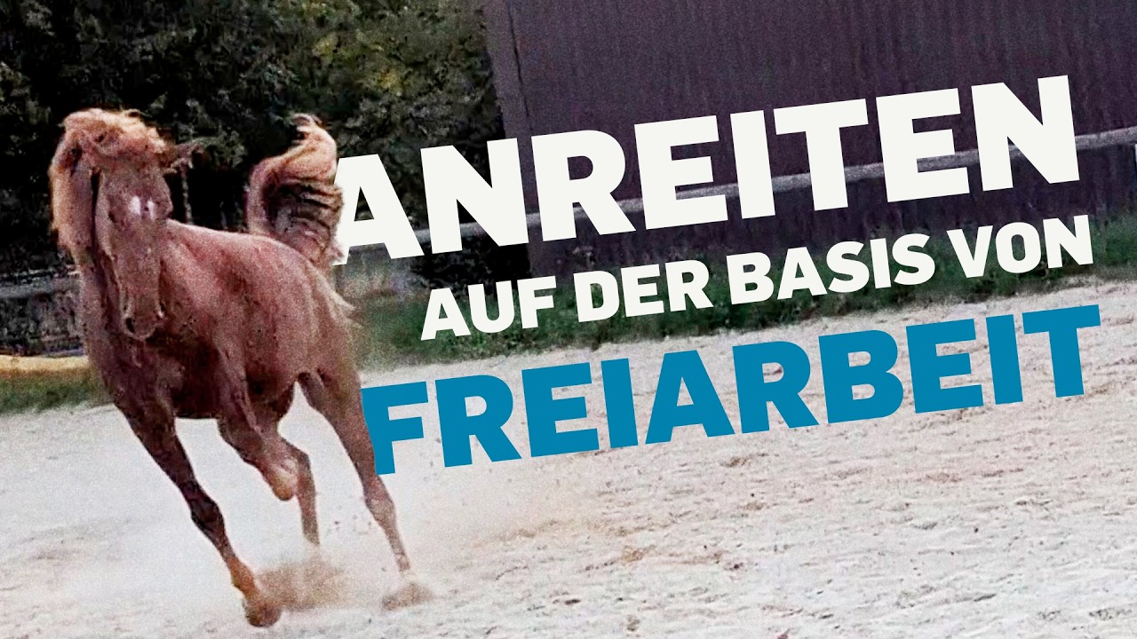 Jungpferdeausbildung: Durch Freiarbeit zu den ersten Schritten unterm Sattel