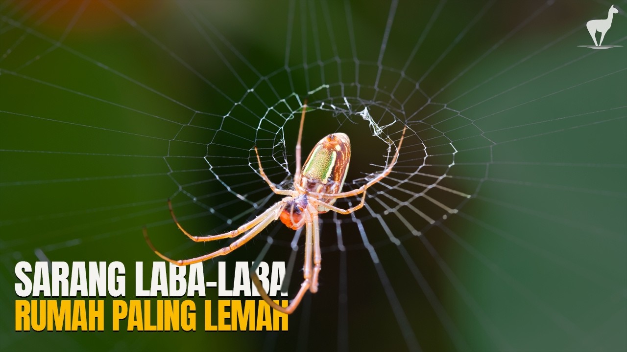Sarang Laba-Laba: Rumah yang Gagal Menjadi “Rumah”