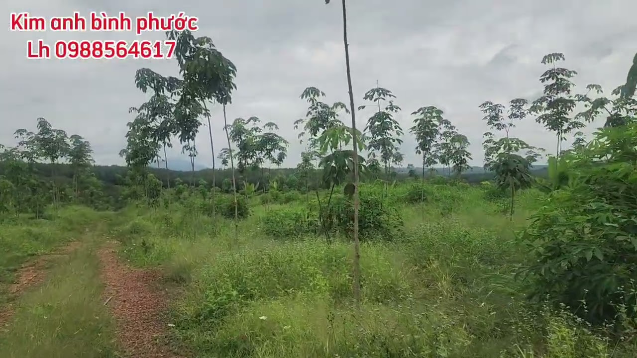 Bán đất vườn cao su non dt 8ha4 giá 700trieu 1ha xã phú trung phú riêng bình phước Lh 0988564617