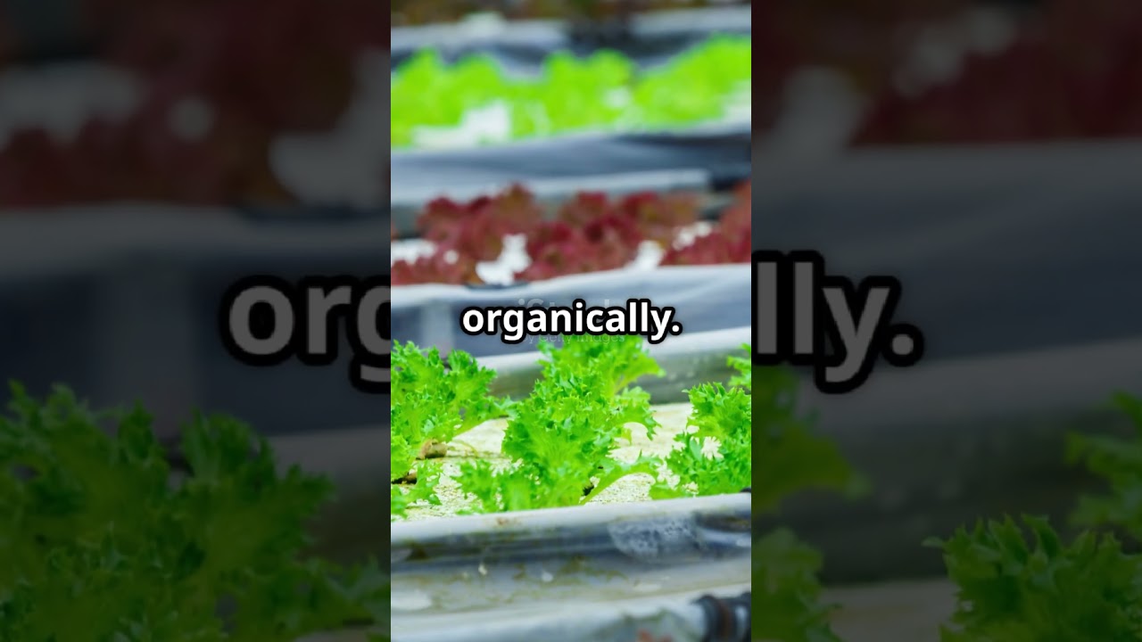 No Pesticides Needed: How Vertical Farms Are Changing Agriculture #agriculture #innovation