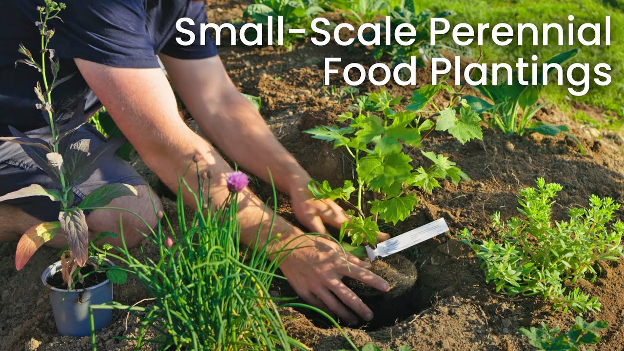 Our New Permaculture Food Forest & Syntropic-Inspired Edible Rows