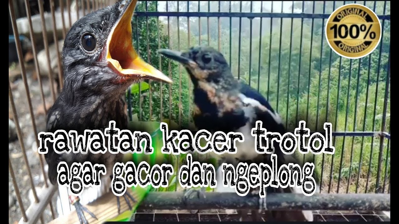 perawatan kacer trotol agar cepat gacor dan ngeplong