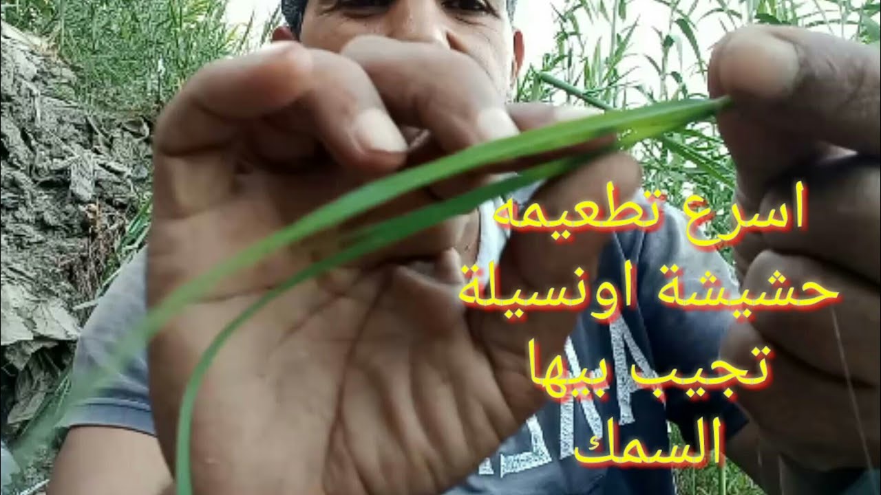 اسرع تطعيمة مع الصيد بالحشيشة🔥