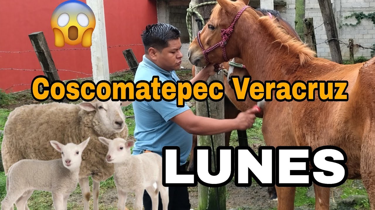 Coscomatepec Veracruz plaza Ganadera 